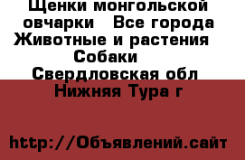 Щенки монгольской овчарки - Все города Животные и растения » Собаки   . Свердловская обл.,Нижняя Тура г.